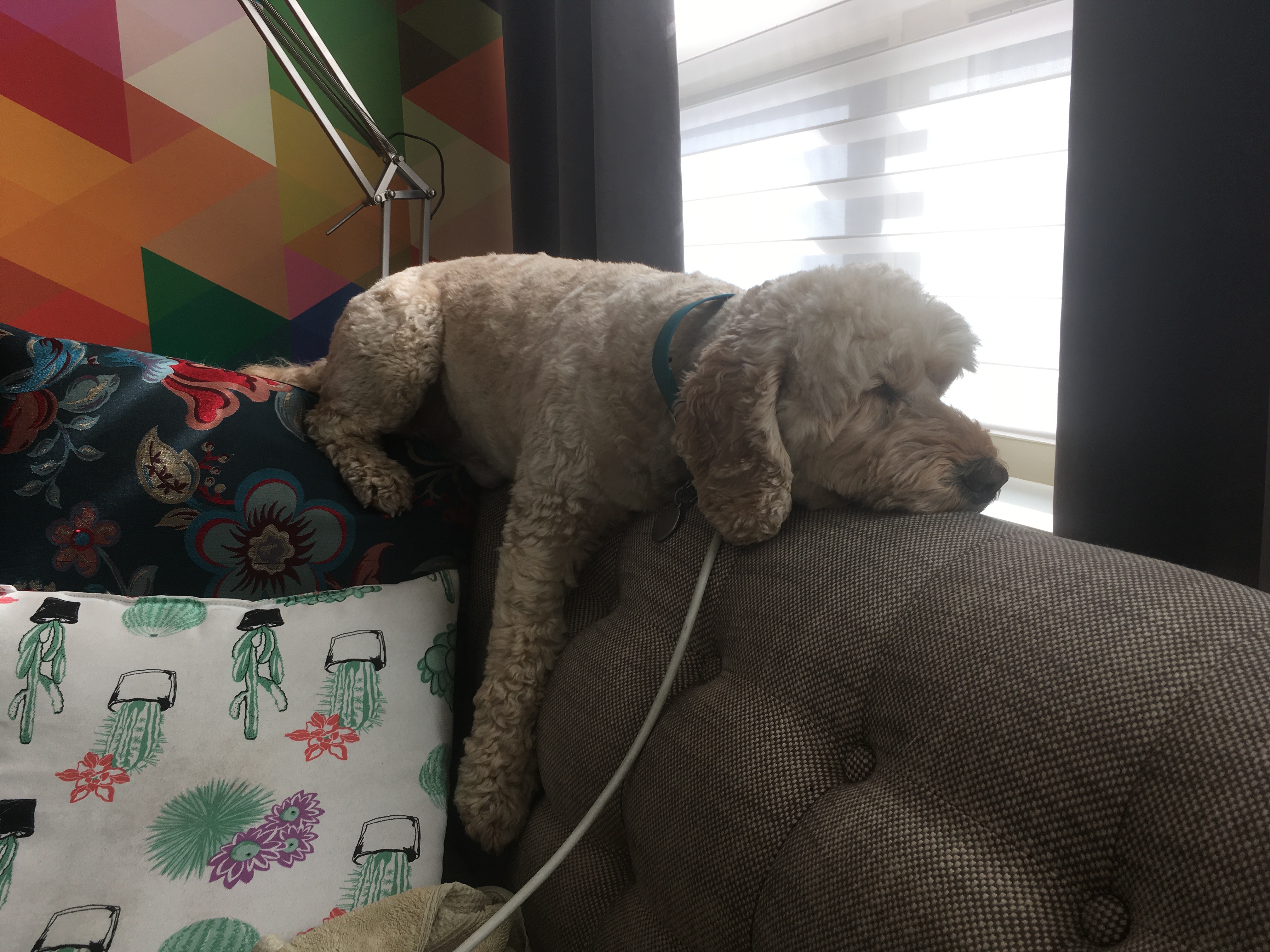 Percy sleeping draped over the back of the sofa