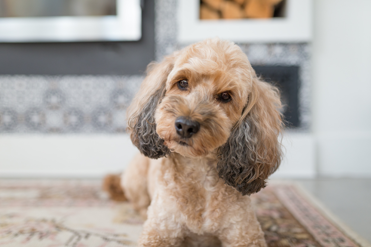 Cockapoo sitting by the fireplace