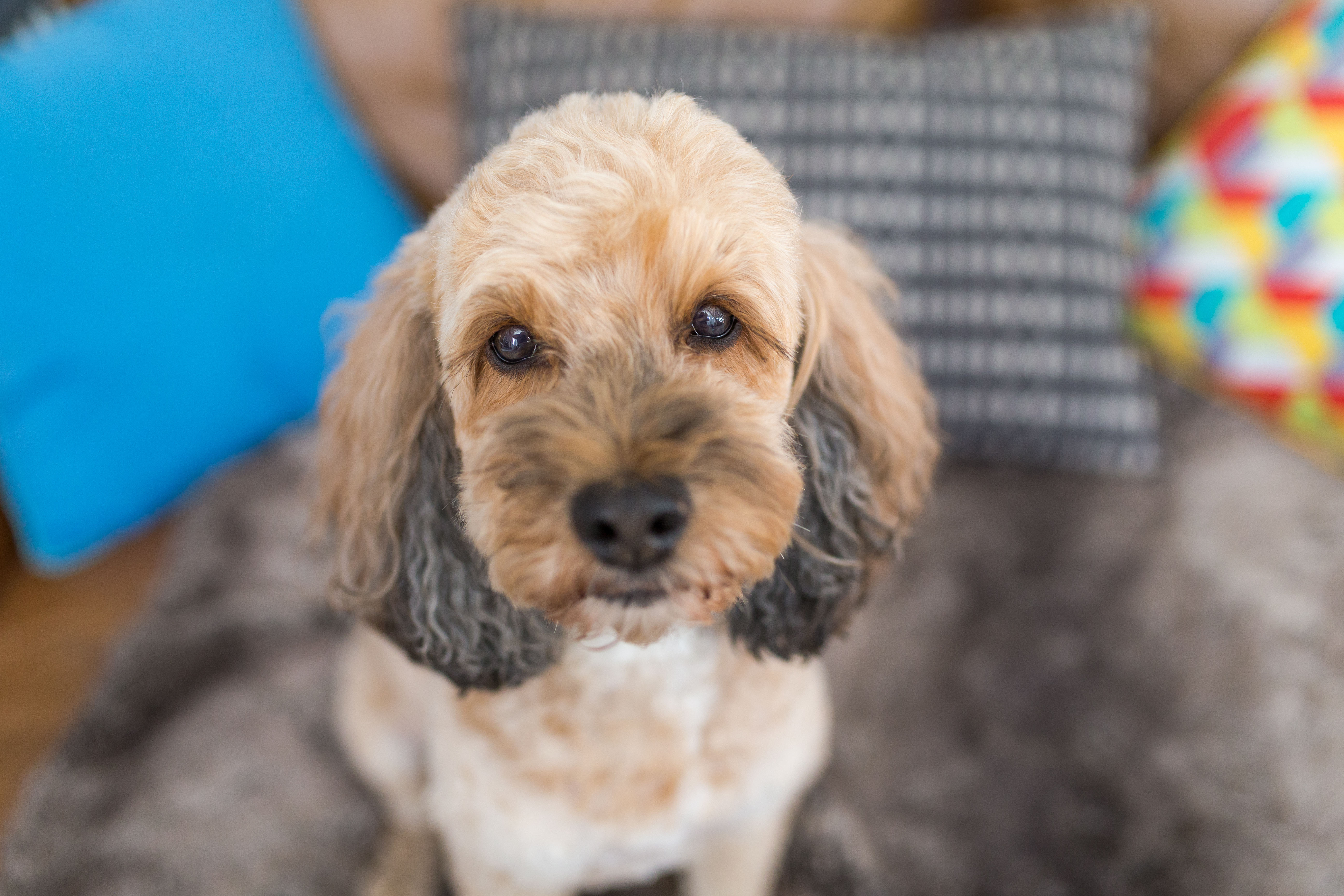 Close-up of a cockapoo with soulful eyes