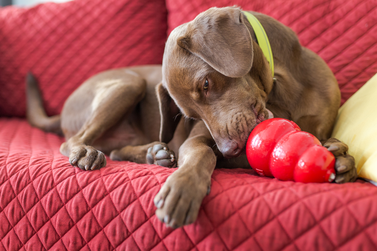 Dog relaxing with a Kong toy on the sofa