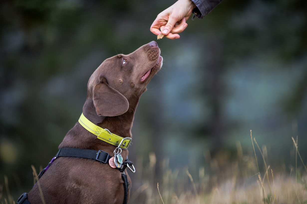 Dog owner working through a training exercise with their dog