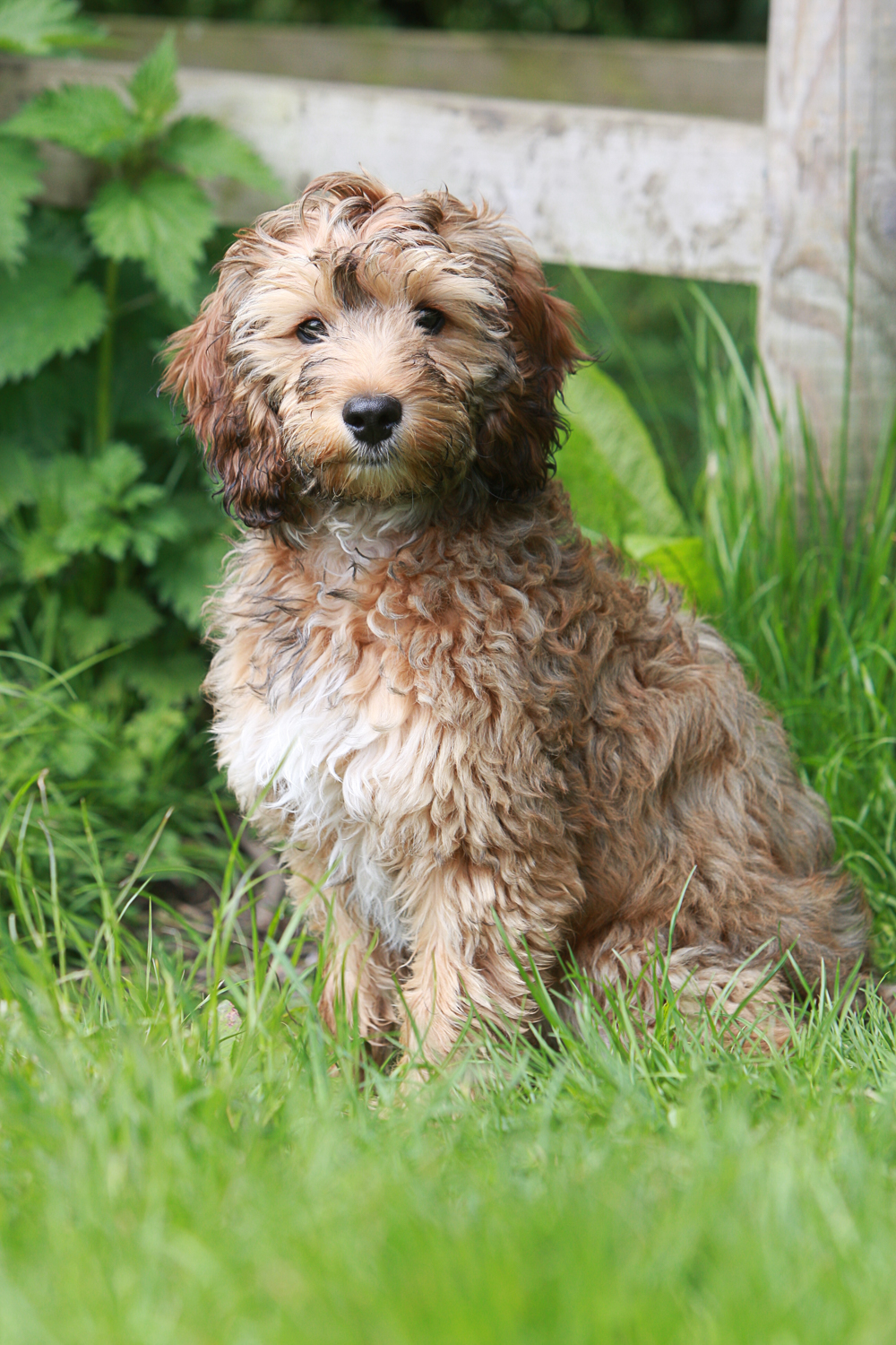 Puppy sitting attentively
