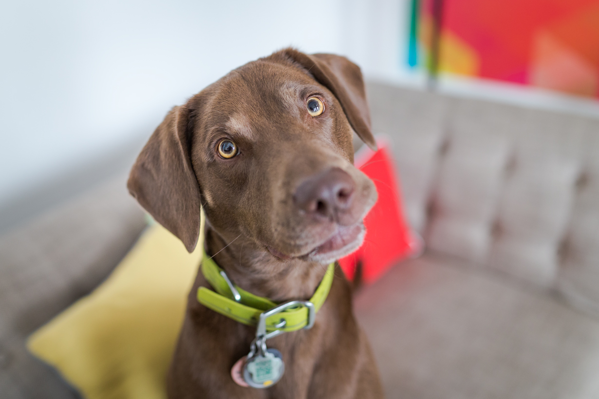 Can "Calming" Music Really Soothe Your Anxious Dog?