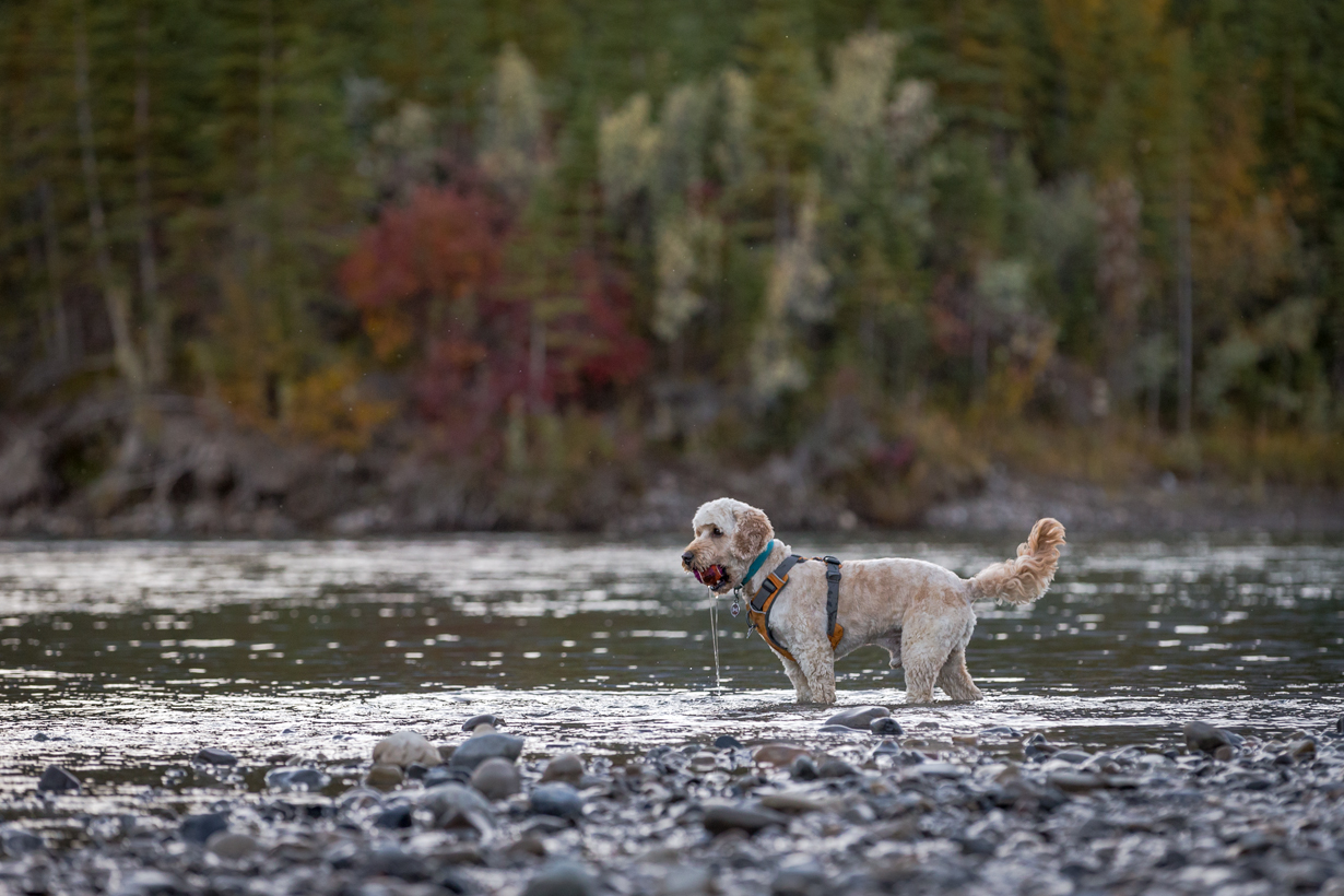 Separation Anxiety: Revealing the Truth Behind Social Media Misinformation