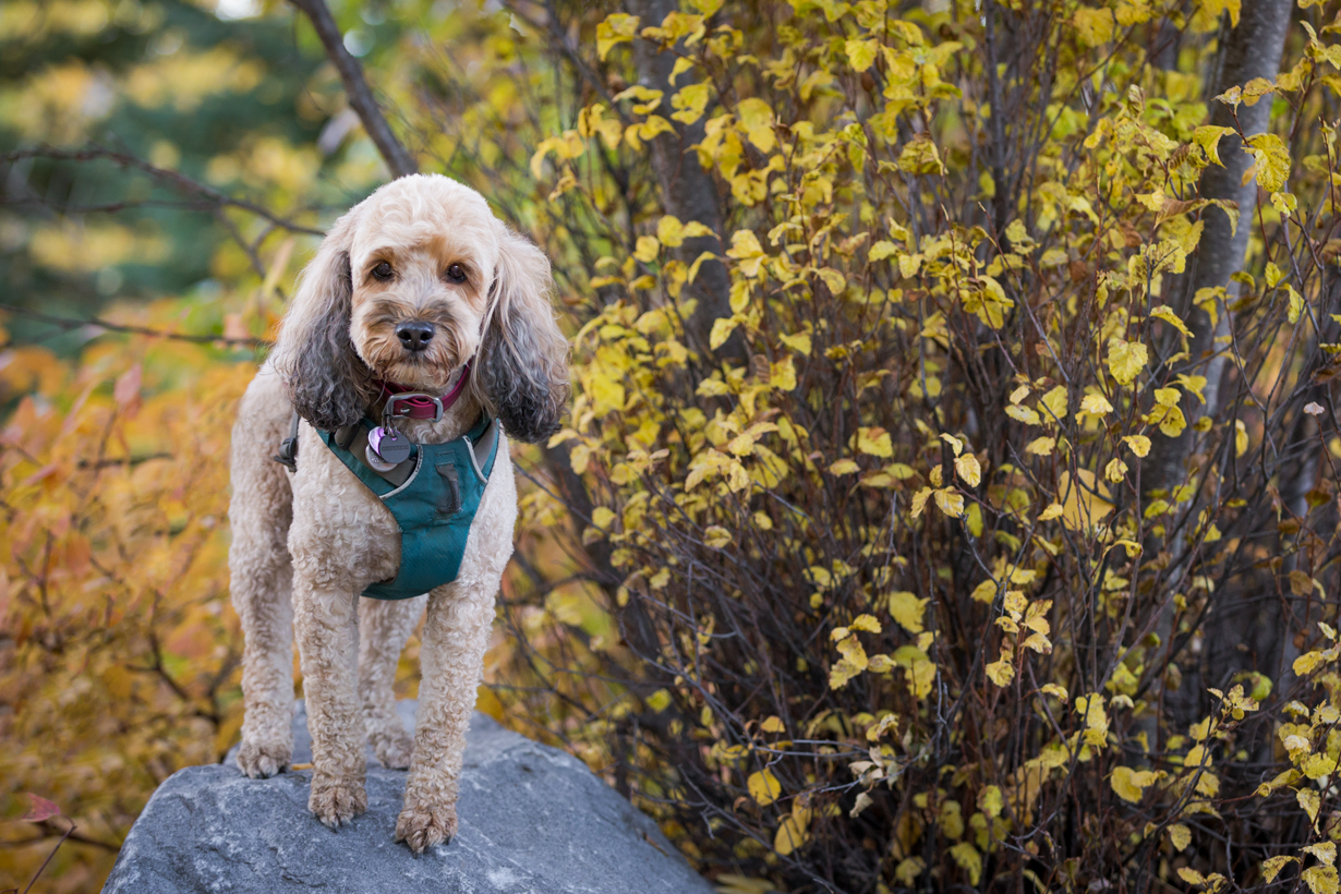 Relax! What We Really Mean by Relaxation in Separation Anxiety Training and Why That Matters