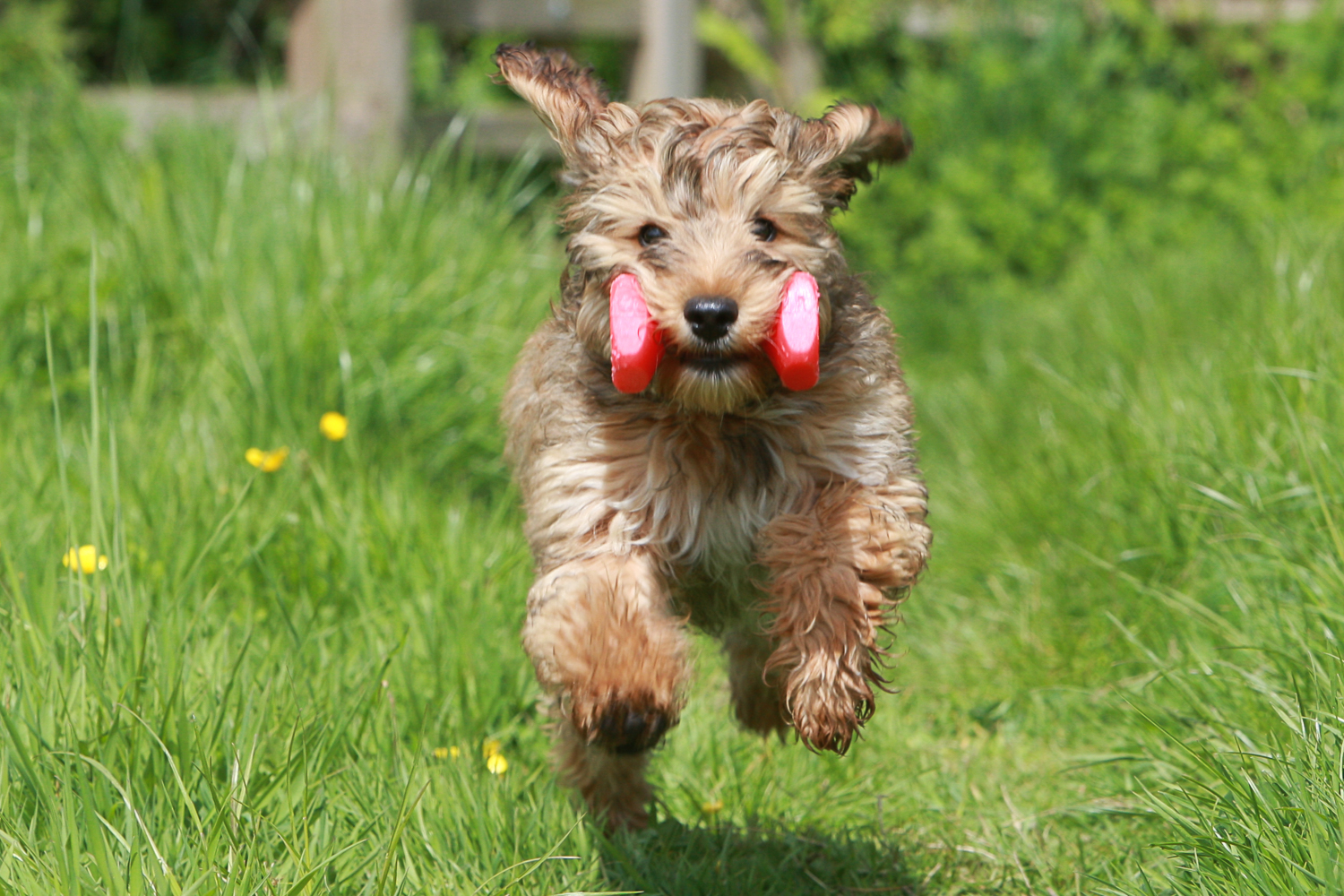 Which Way Would Dogs Vote?