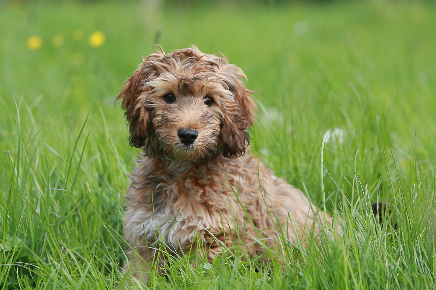 Pain In Dogs—Why It's An Even Bigger Deal Than We Think, But Often So Easy To Miss