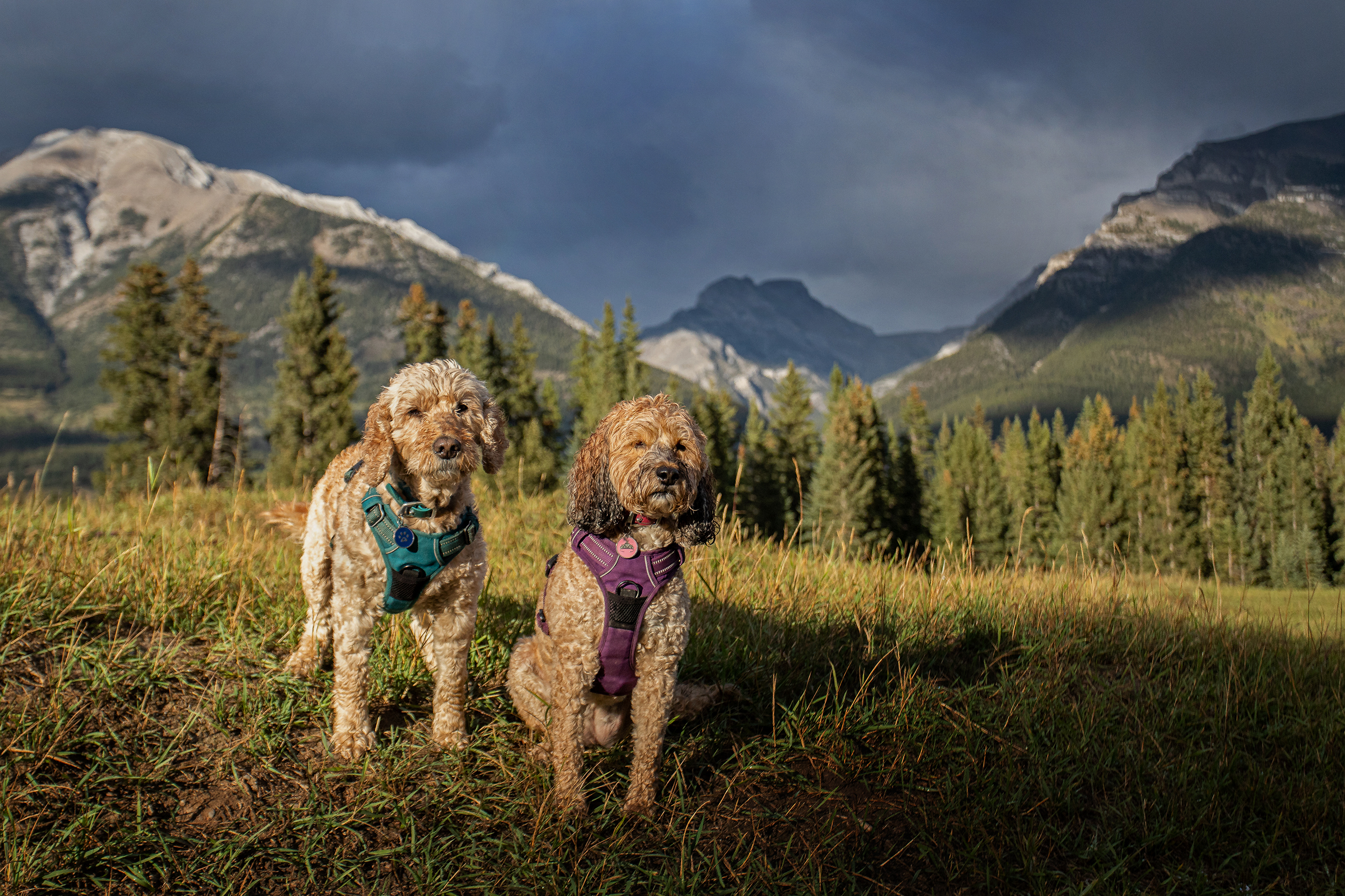 What To Do When Reactivity And Separation Anxiety Collide!