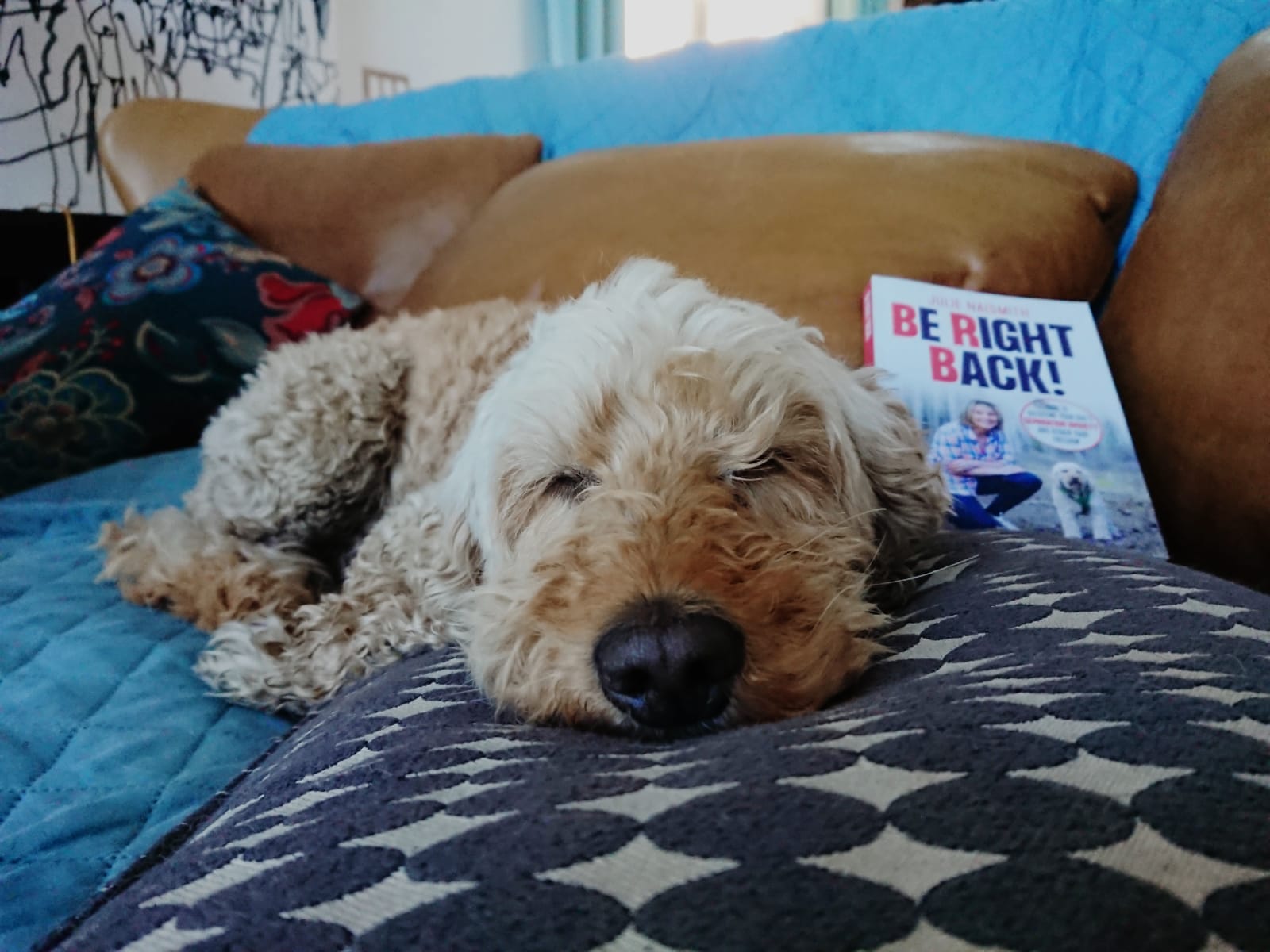 Beyond Obedience: Teaching Your Dog How to Feel Safe in a Daunting World