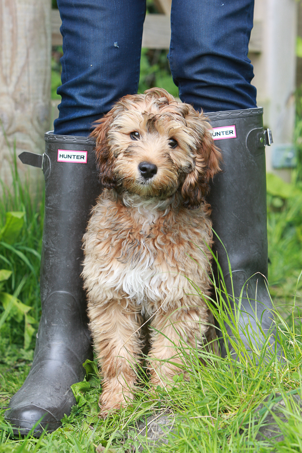 Why Board and Train is Such Bad News for Dogs with Separation Anxiety