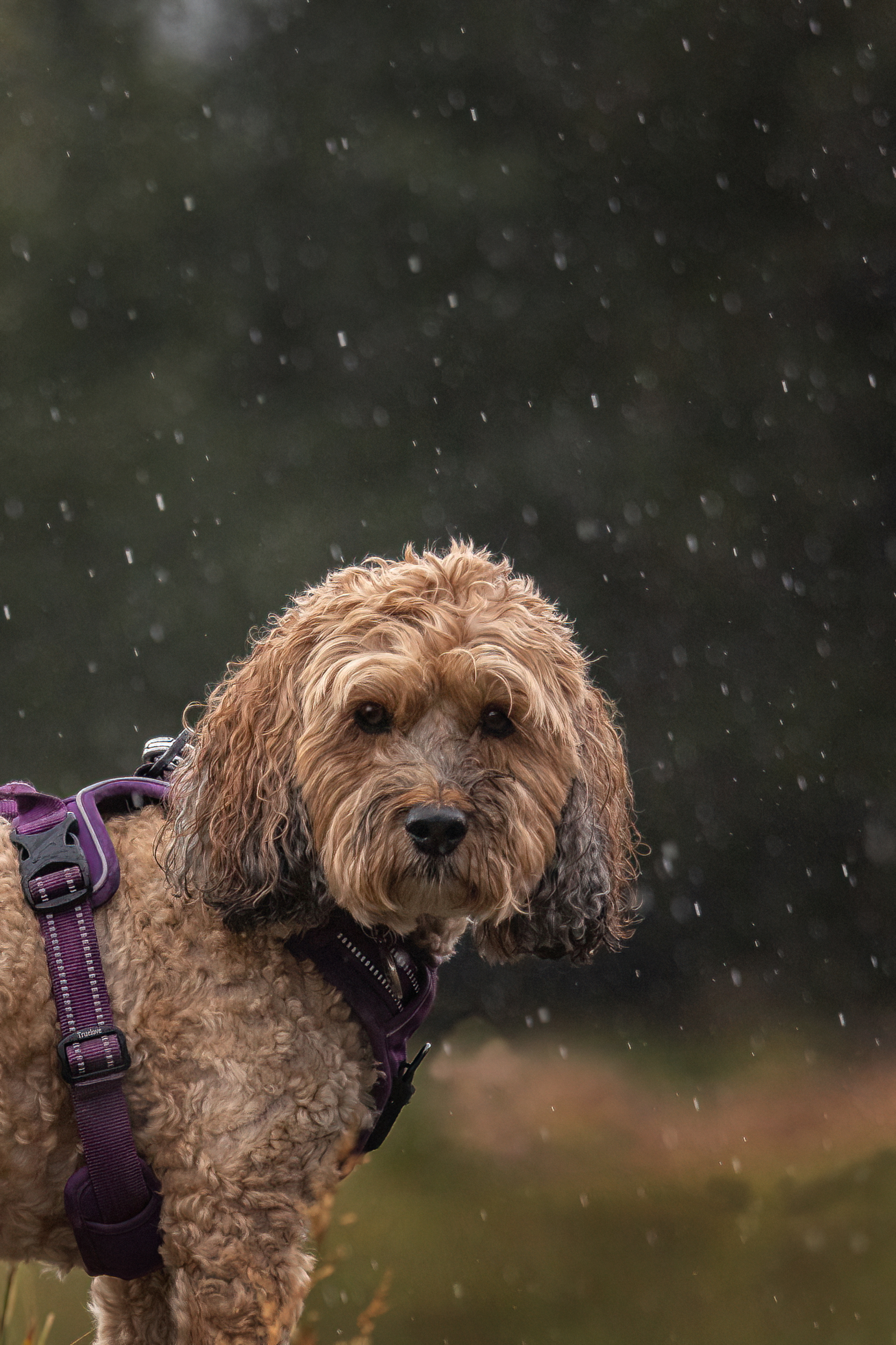 Why You Absolutely Must Leave Your Puppy Home Alone