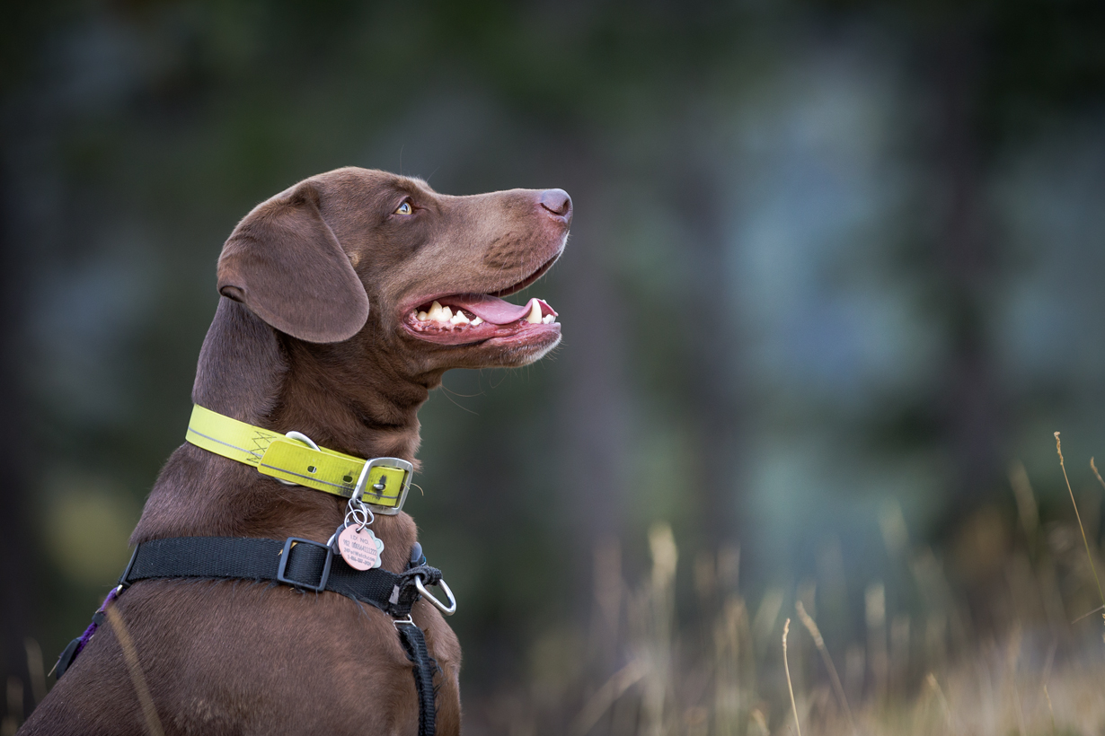From Abandoned to Adored: How one Non-Profit is Helping Rescue Dogs with Separation Anxiety
