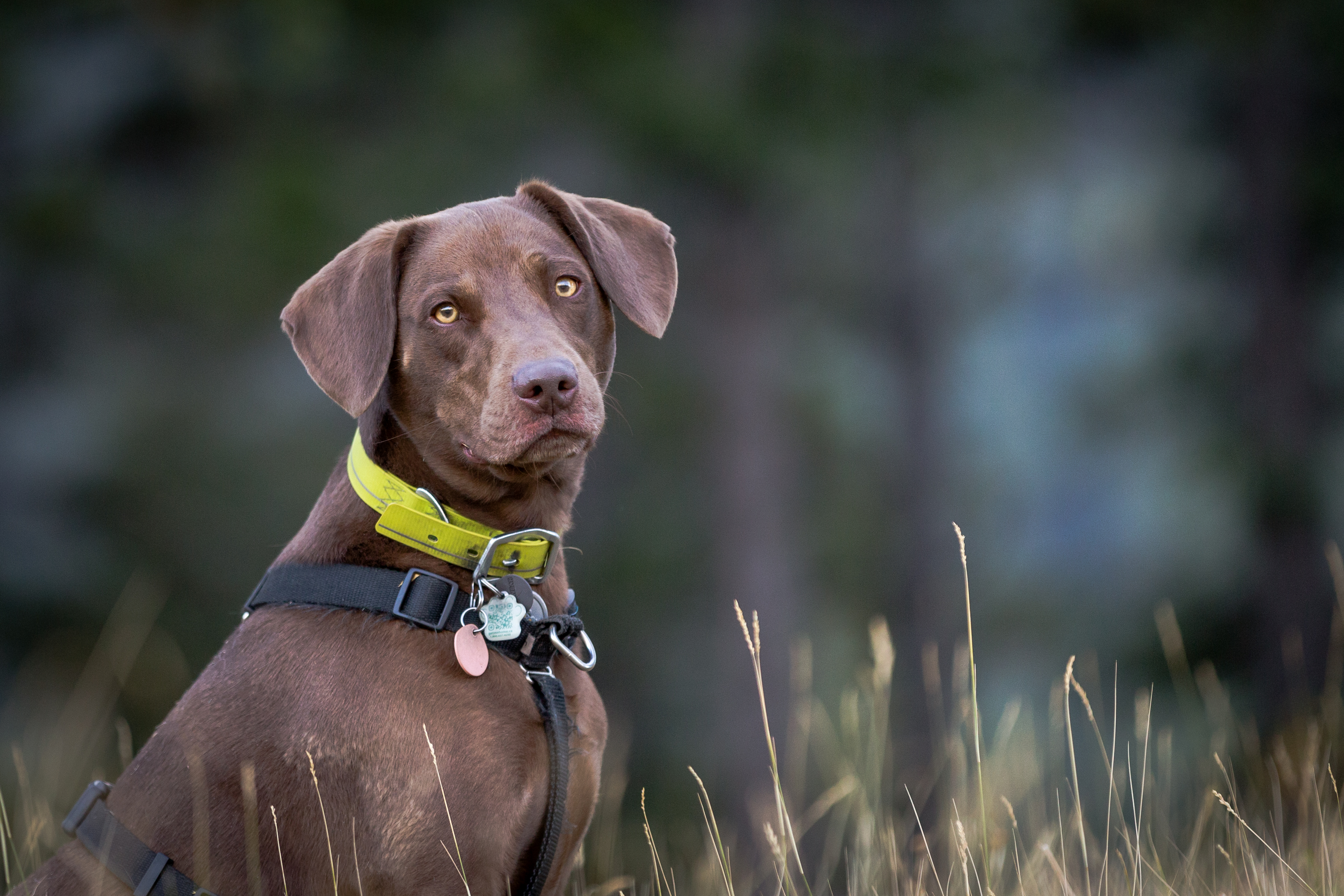 Smug People and their "Perfect" Dogs: How to Not Let Them Make You Feel Like a Failure