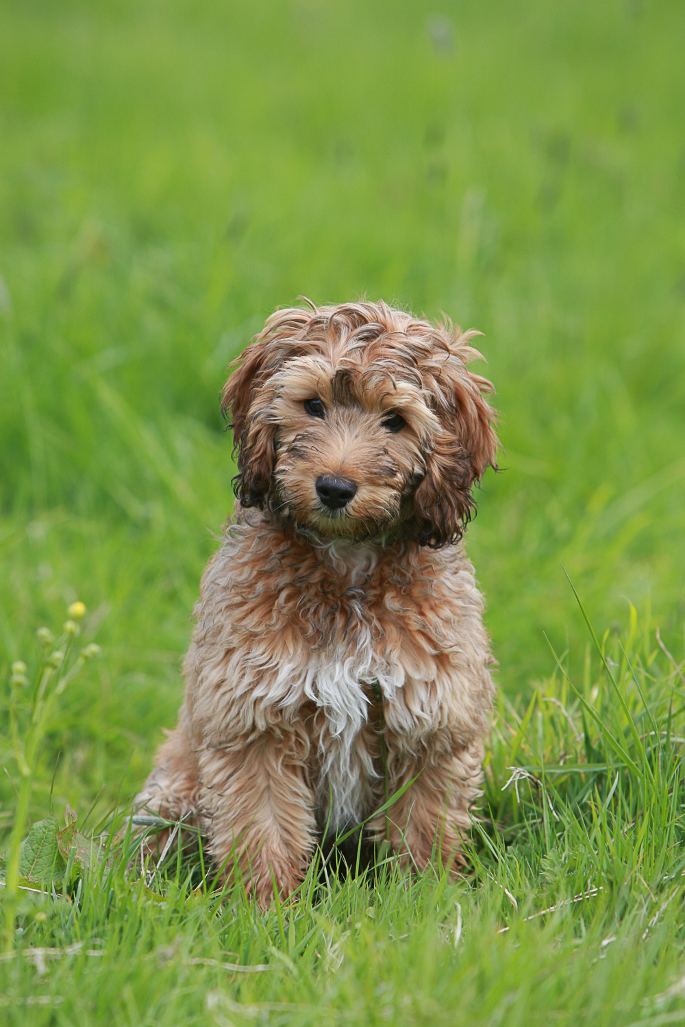 The 5 Types of Guilt All Owners Feel – And How to Stop Feeling That Way