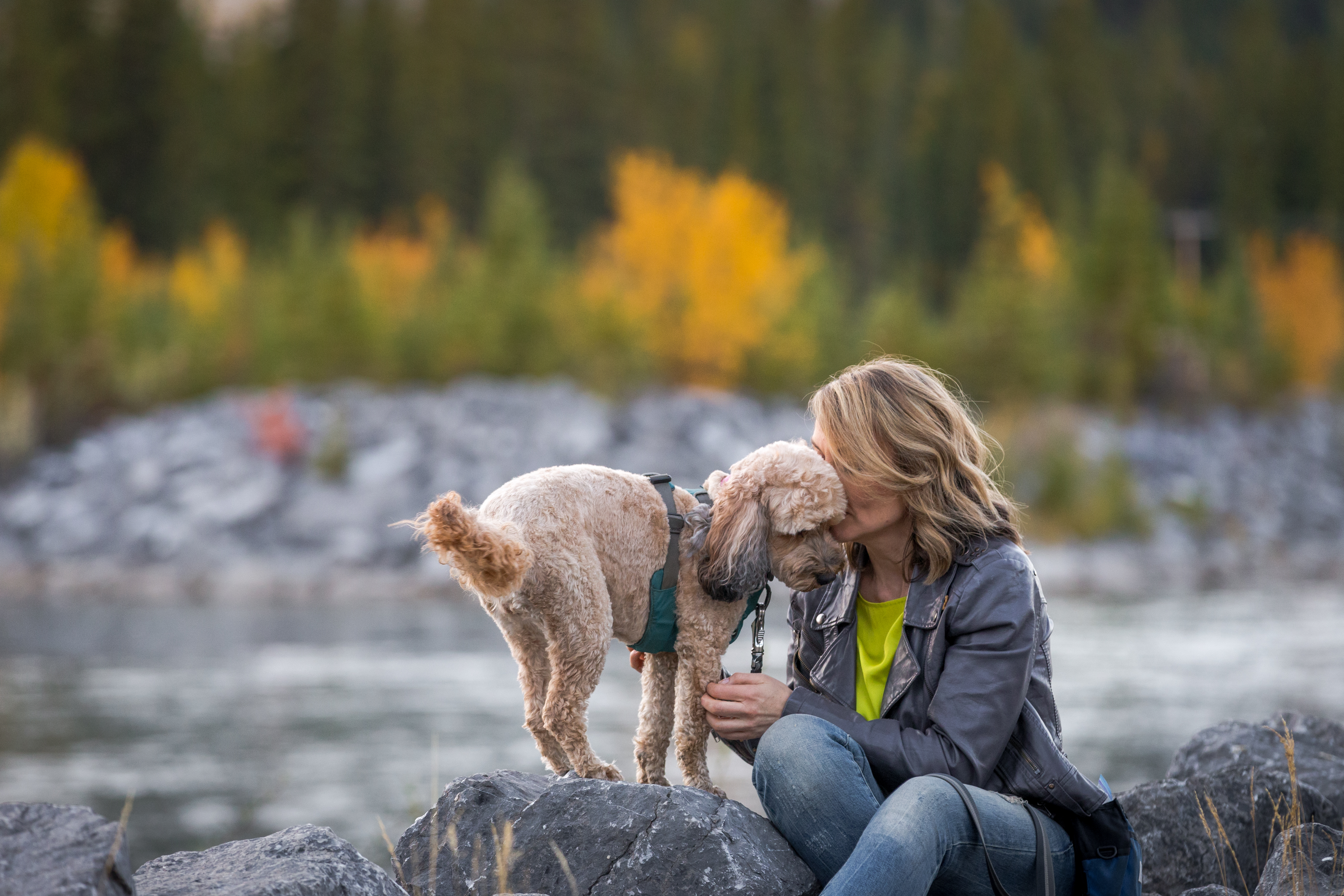 What's Really Going On in Your Dog's Brain When Training Wobbles