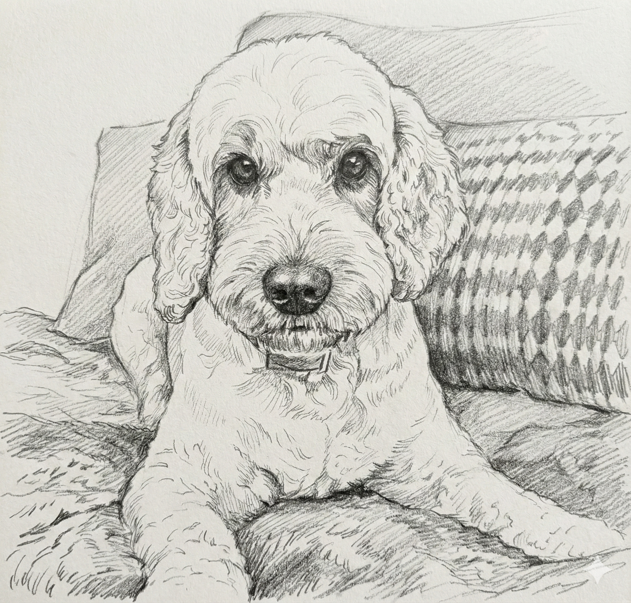 Percy — pencil sketch